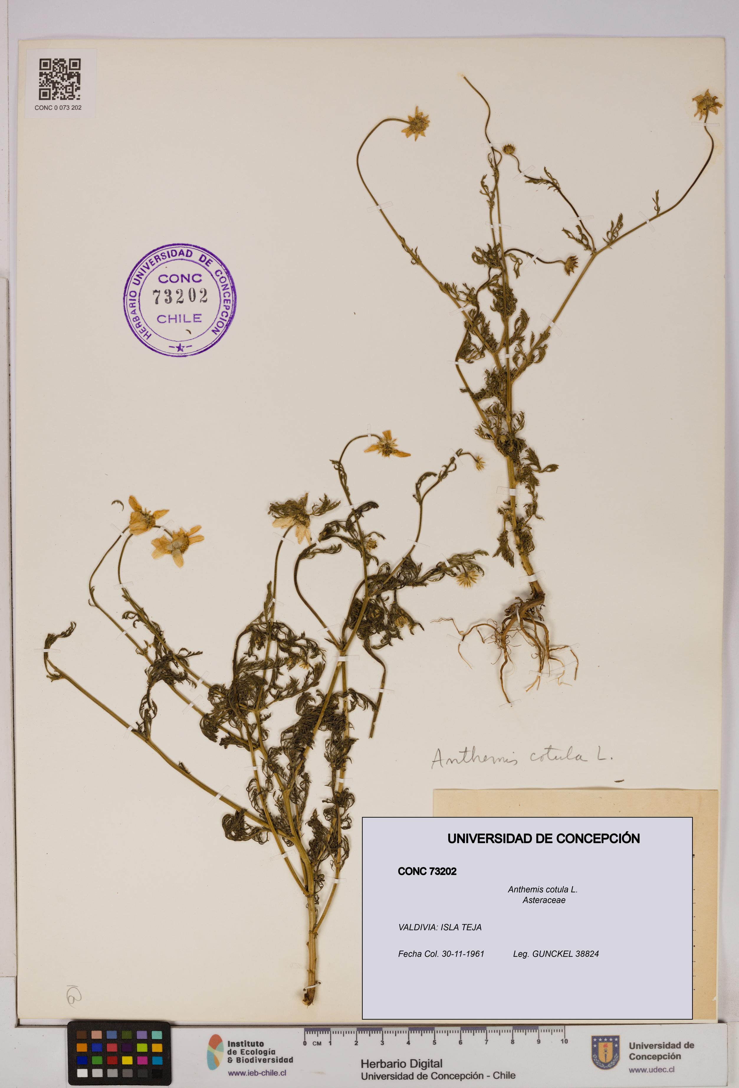 Anthemis cotula [Espécimen: UDEC:CONC:0073202]