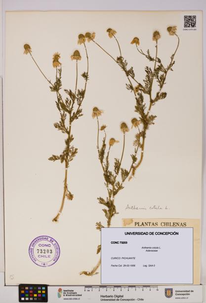Anthemis cotula [Espécimen: UDEC:CONC:0073203]