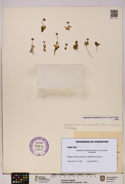 Lagenophora nudicaulis [Espécimen: ]