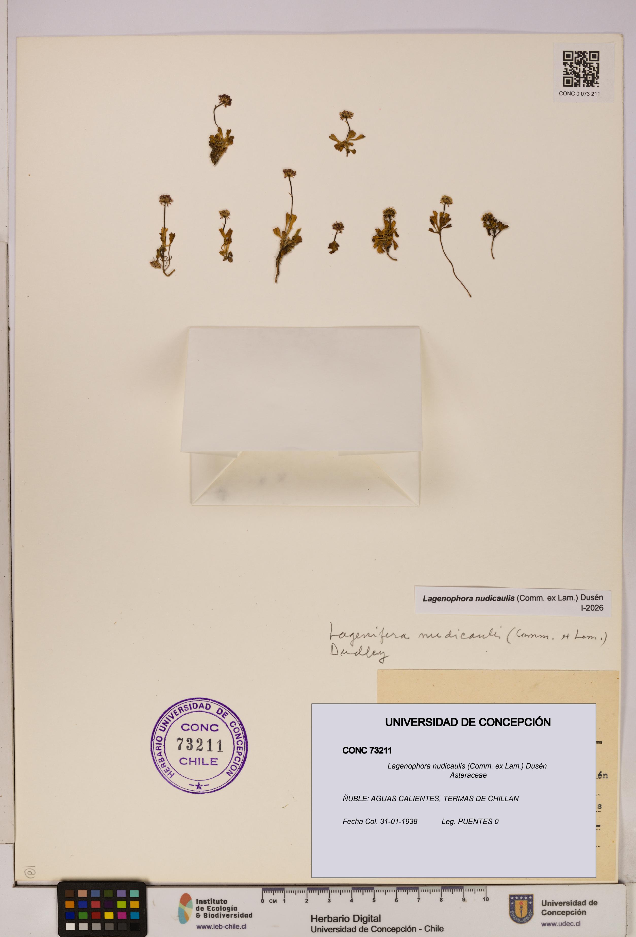 Lagenophora nudicaulis [Espécimen: ]