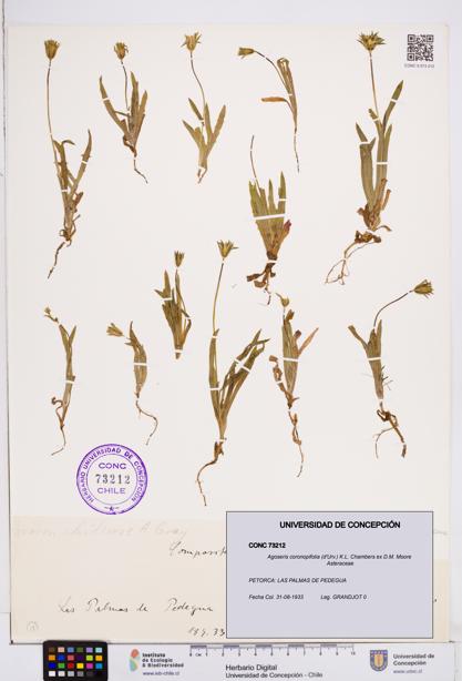 Agoseris coronopifolia [Espécimen: ]