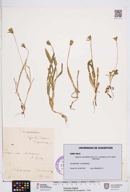 Agoseris coronopifolia [Espécimen: ]