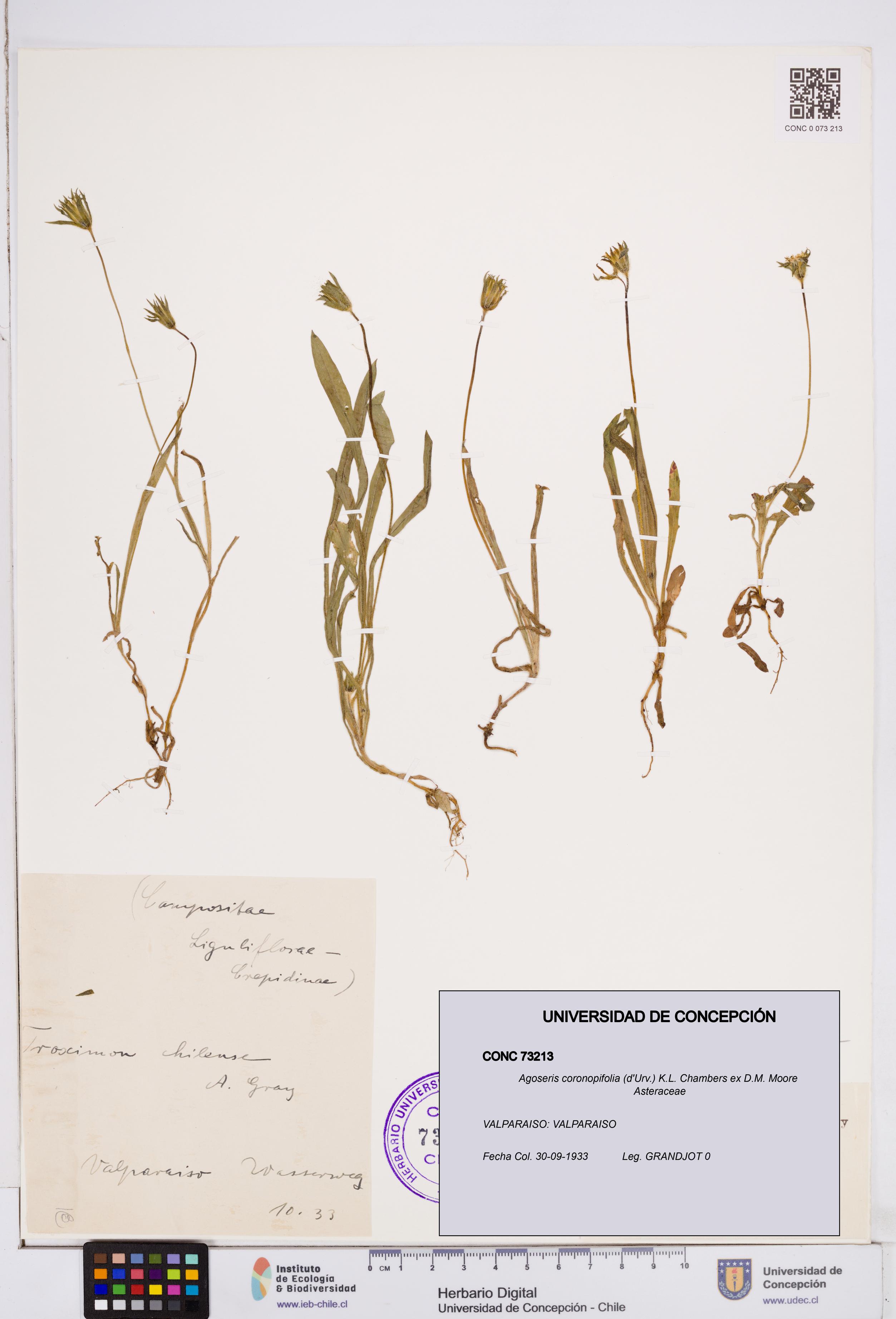 Agoseris coronopifolia [Espécimen: ]