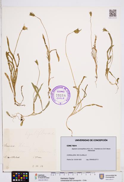 Agoseris coronopifolia [Espécimen: ]