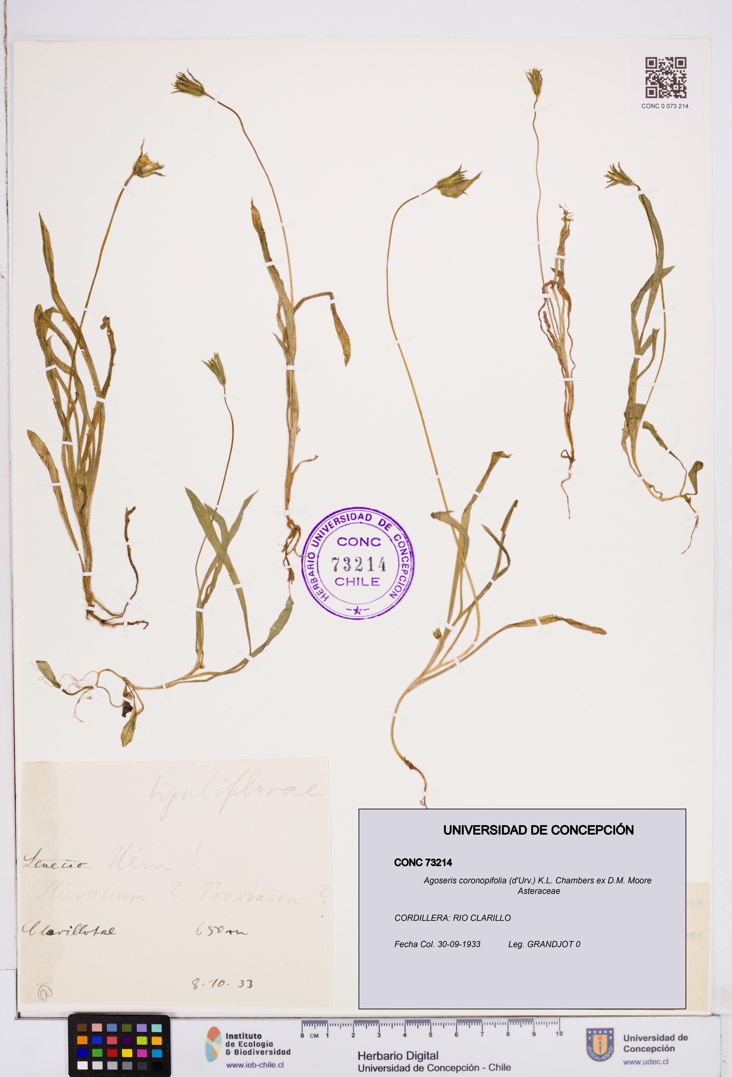 Agoseris coronopifolia [Espécimen: ]