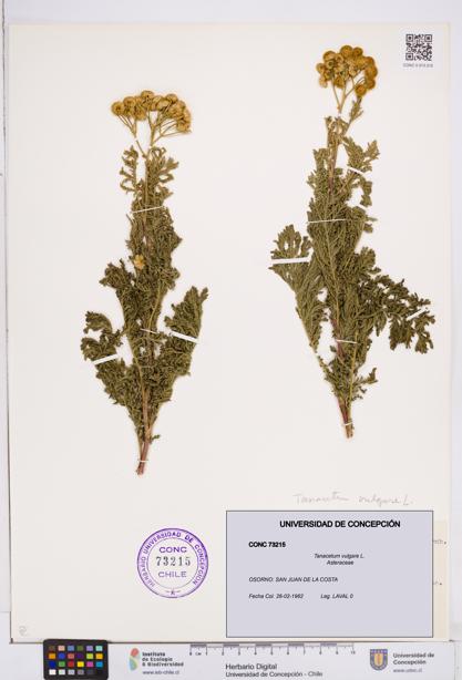 Tanacetum vulgare [Espécimen: ]