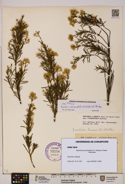 Baccharis pycnocephala [Espécimen: UDEC:CONC:0073216]
