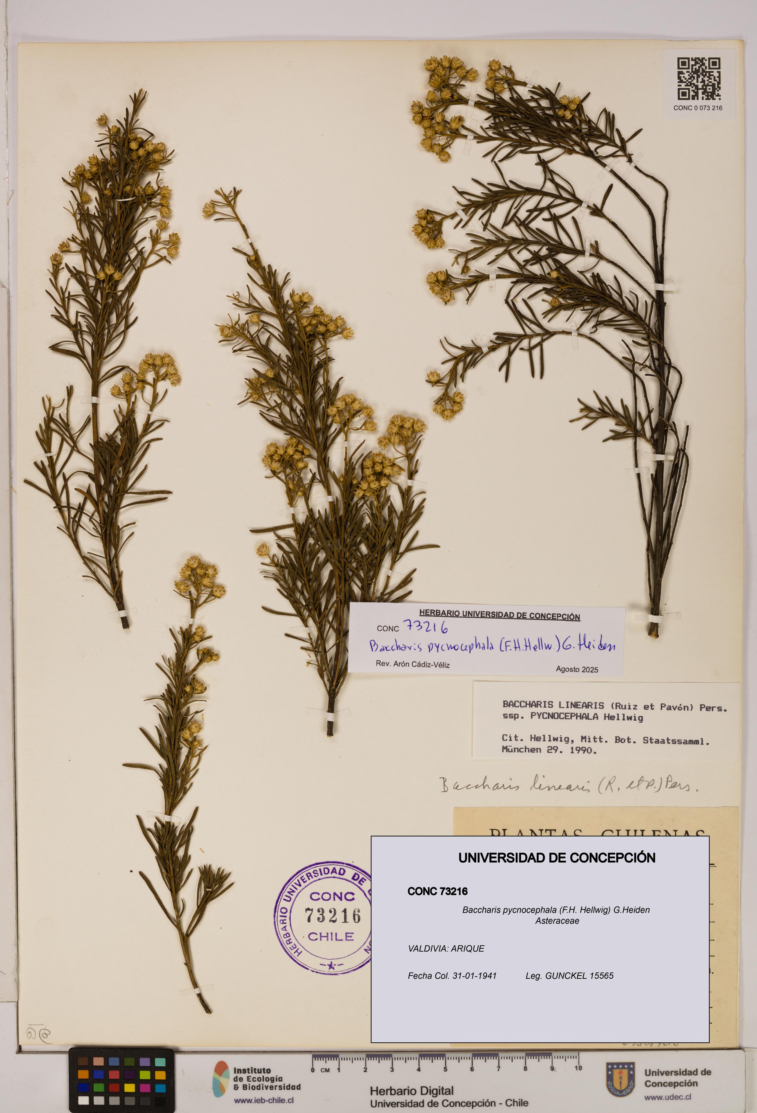 Baccharis pycnocephala [Espécimen: UDEC:CONC:0073216]