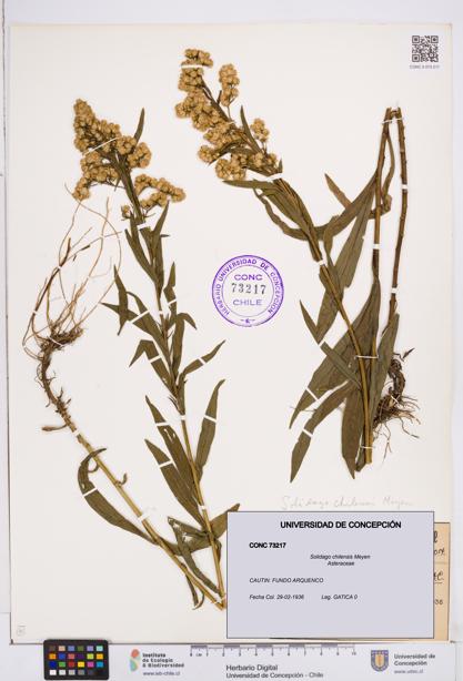 Solidago chilensis [Espécimen: ]