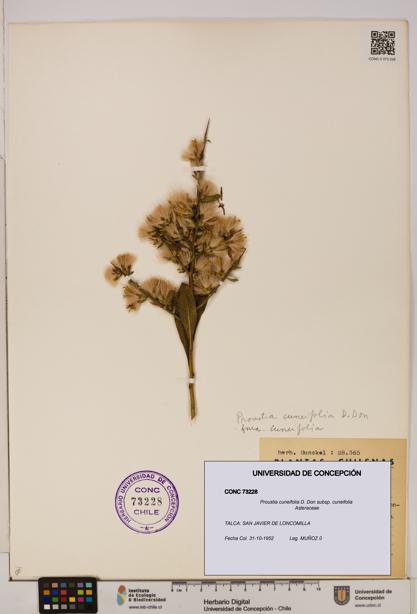 Proustia cuneifolia subsp. cuneifolia [Espécimen: UDEC:CONC:0073228]