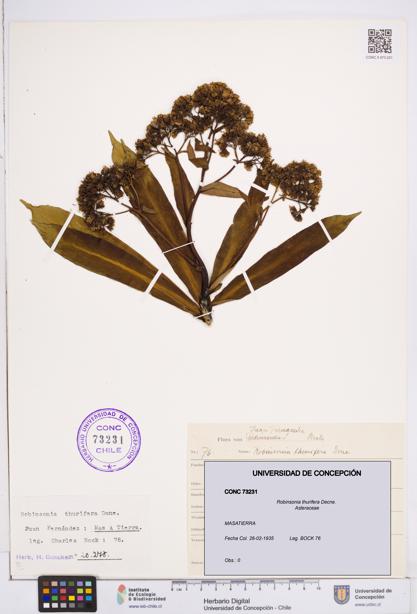 Robinsonia thurifera [Espécimen: ]