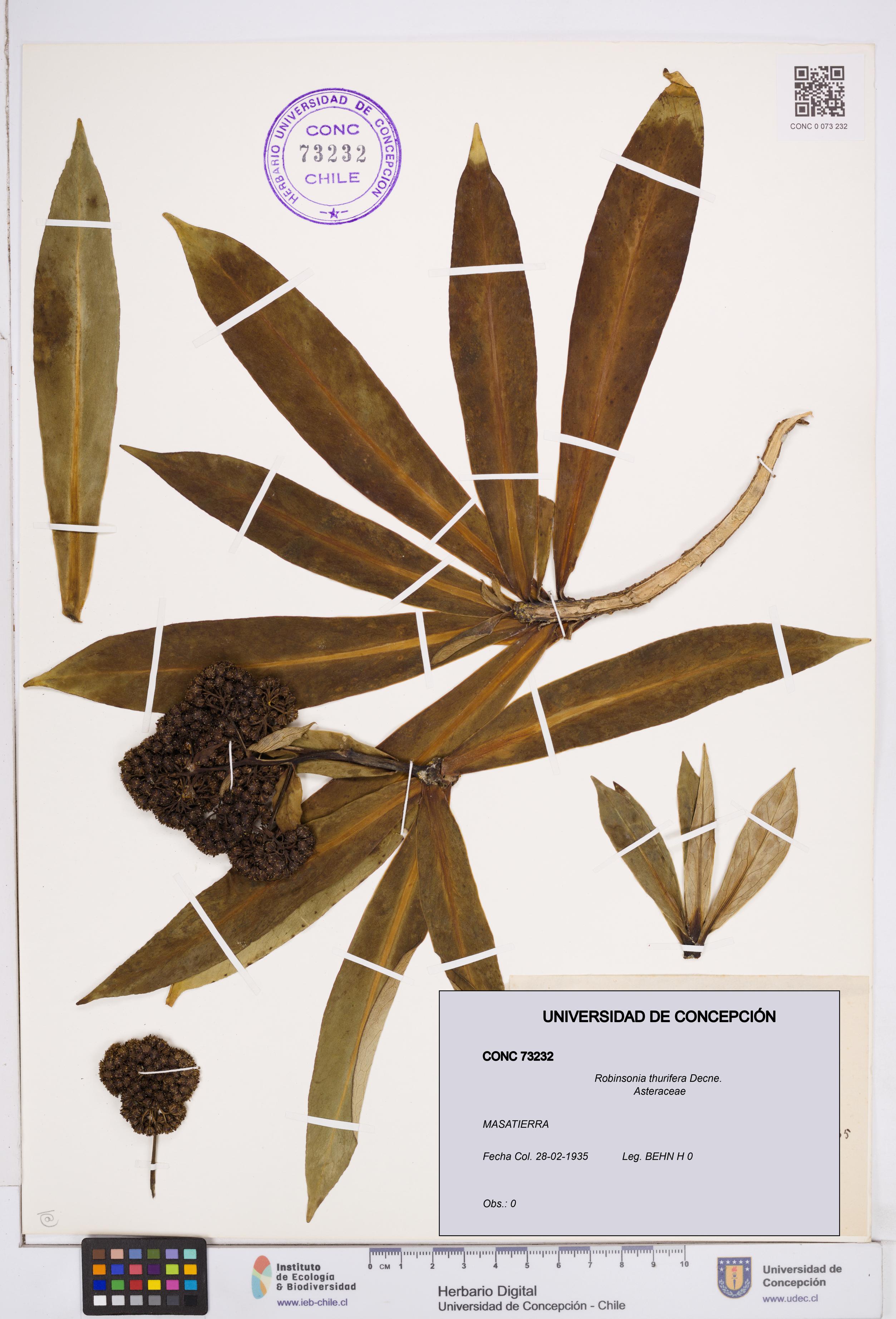 Robinsonia thurifera [Espécimen: ]