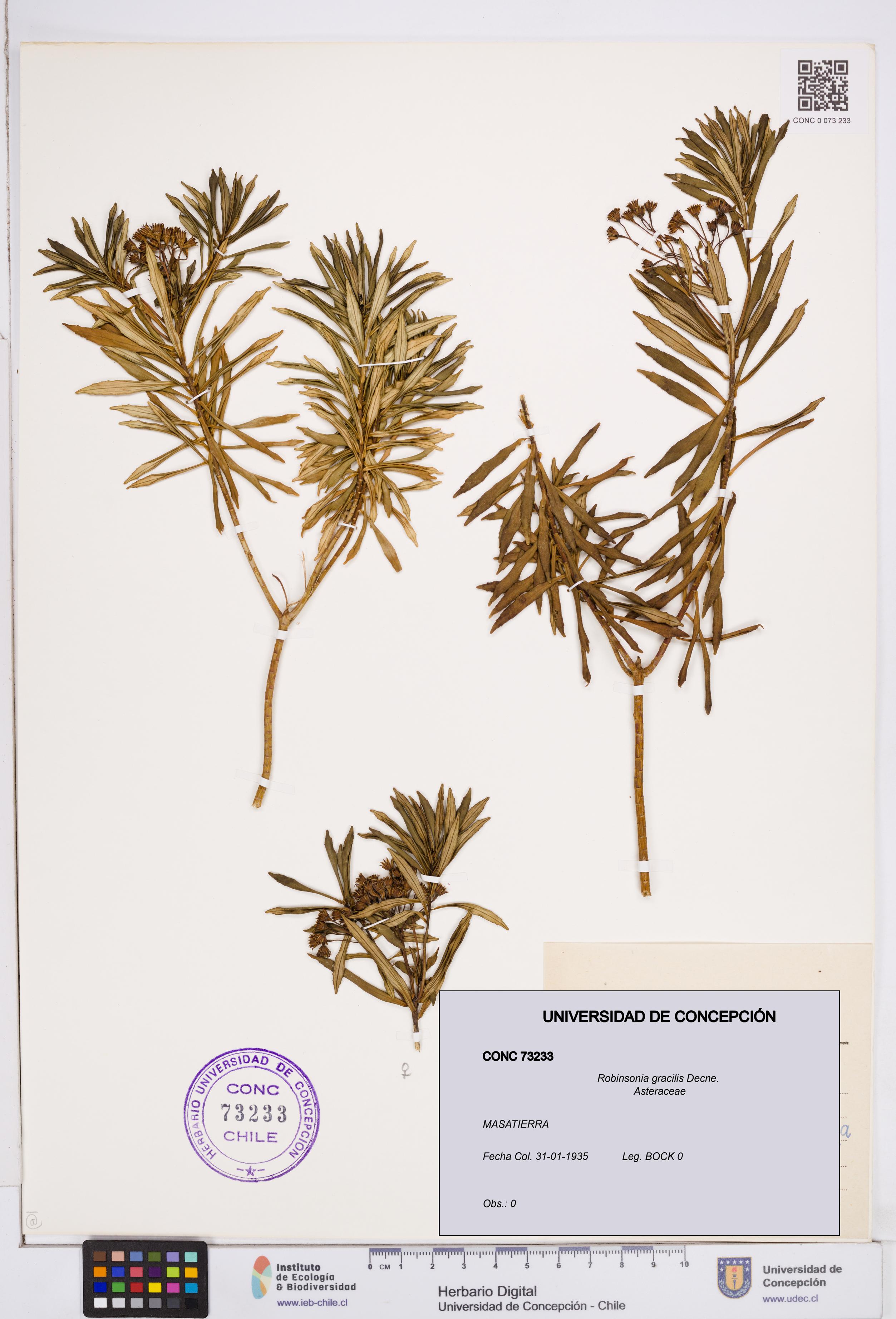 Robinsonia gracilis [Espécimen: ]