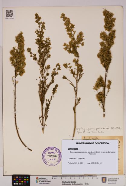 Ophryosporus paradoxus [Espécimen: UDEC:CONC:0073236]