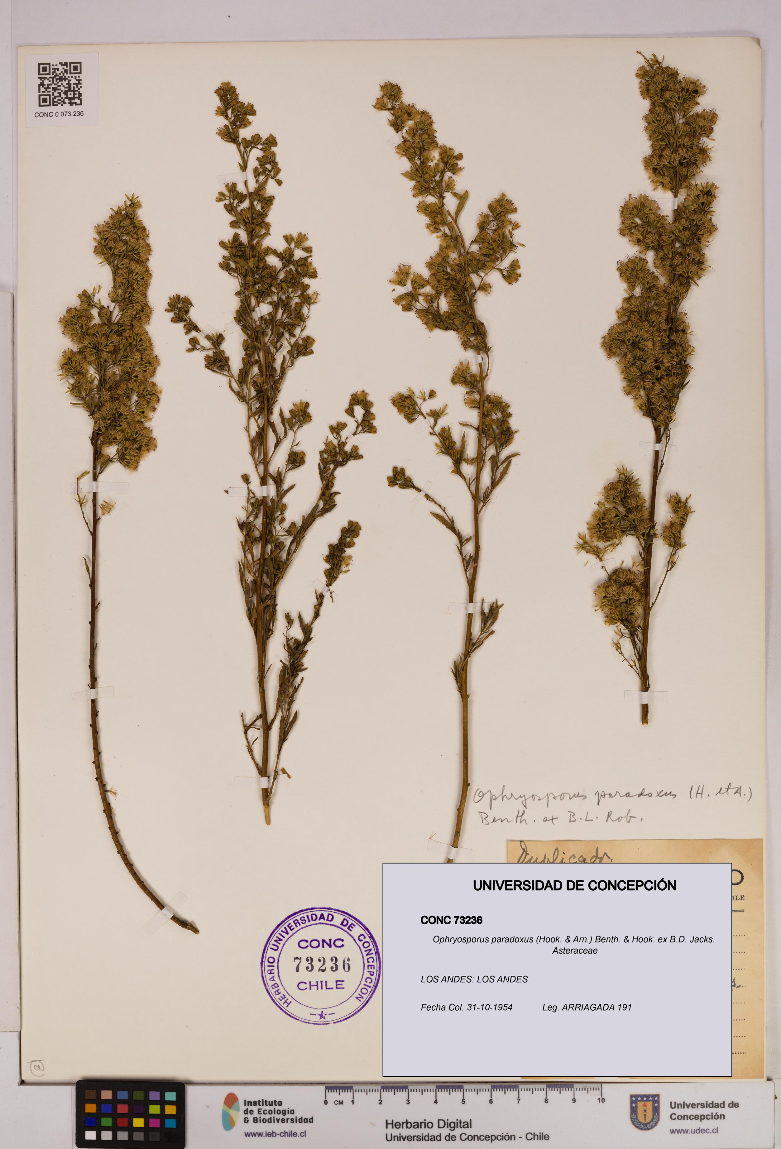 Ophryosporus paradoxus [Espécimen: UDEC:CONC:0073236]