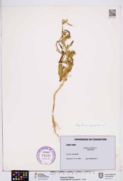 Xanthium spinosum [Espécimen: ]