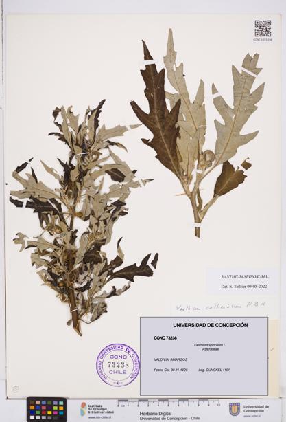 Xanthium spinosum [Espécimen: ]