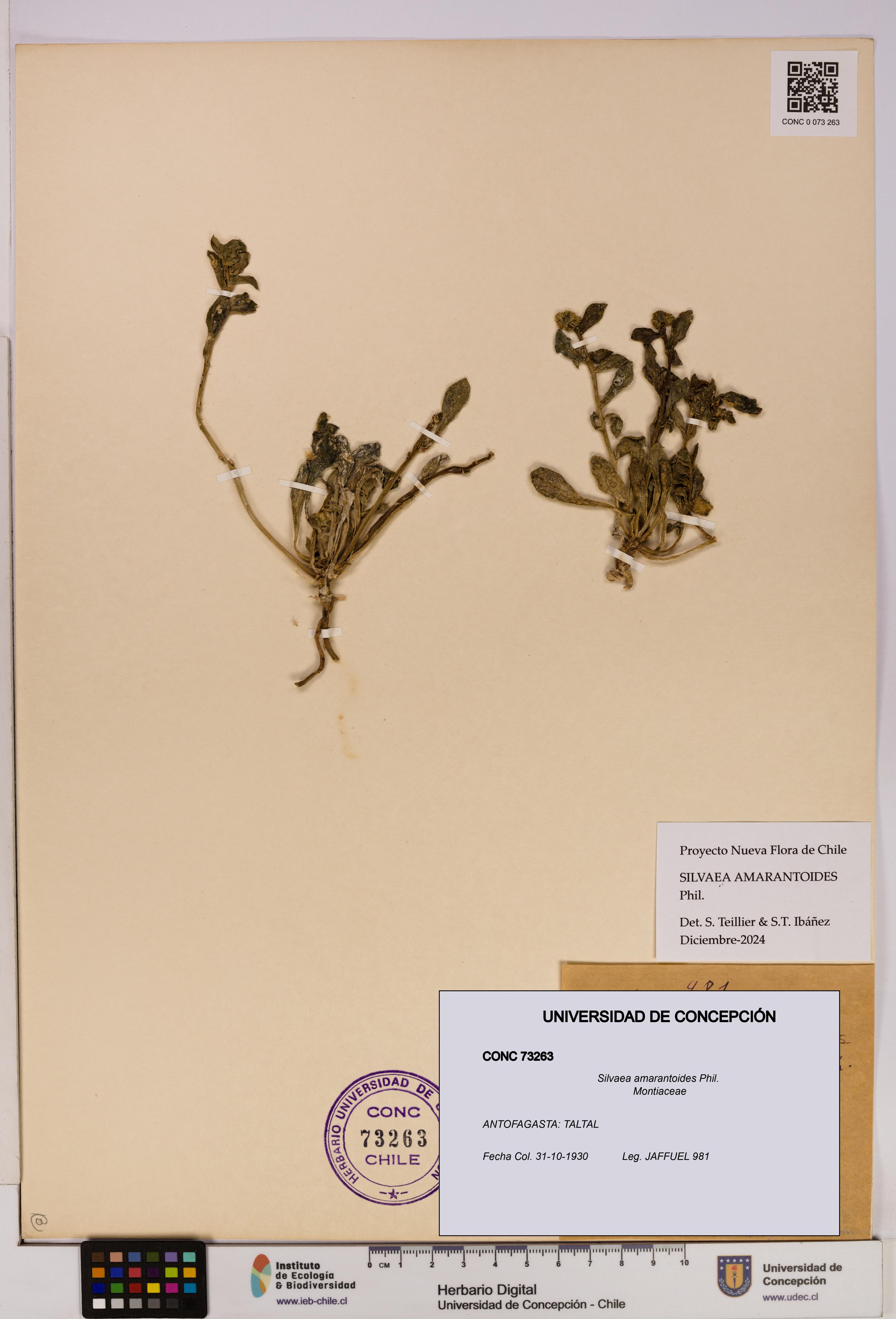 Silvaea amarantoides [Espécimen: UDEC:CONC:0073263]