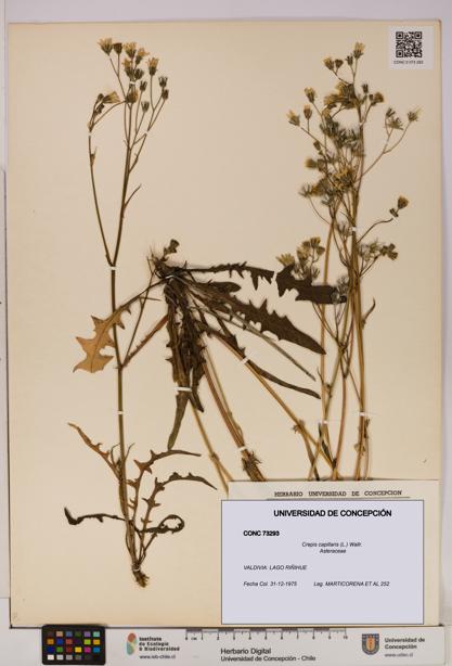 Crepis capillaris [Espécimen: UDEC:CONC:0073293]