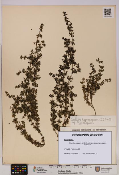 Galium hypocarpium subsp. hypocarpium [Espécimen: UDEC:CONC:0073296]