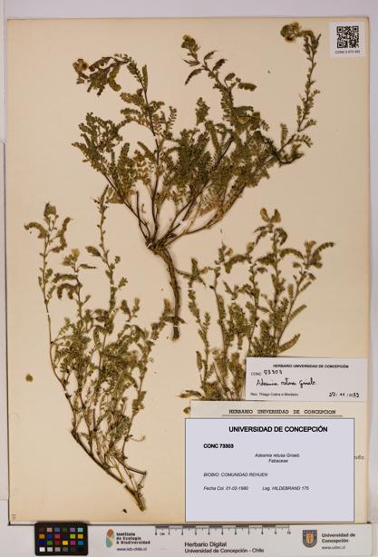 Adesmia retusa [Espécimen: UDEC:CONC:0073303]