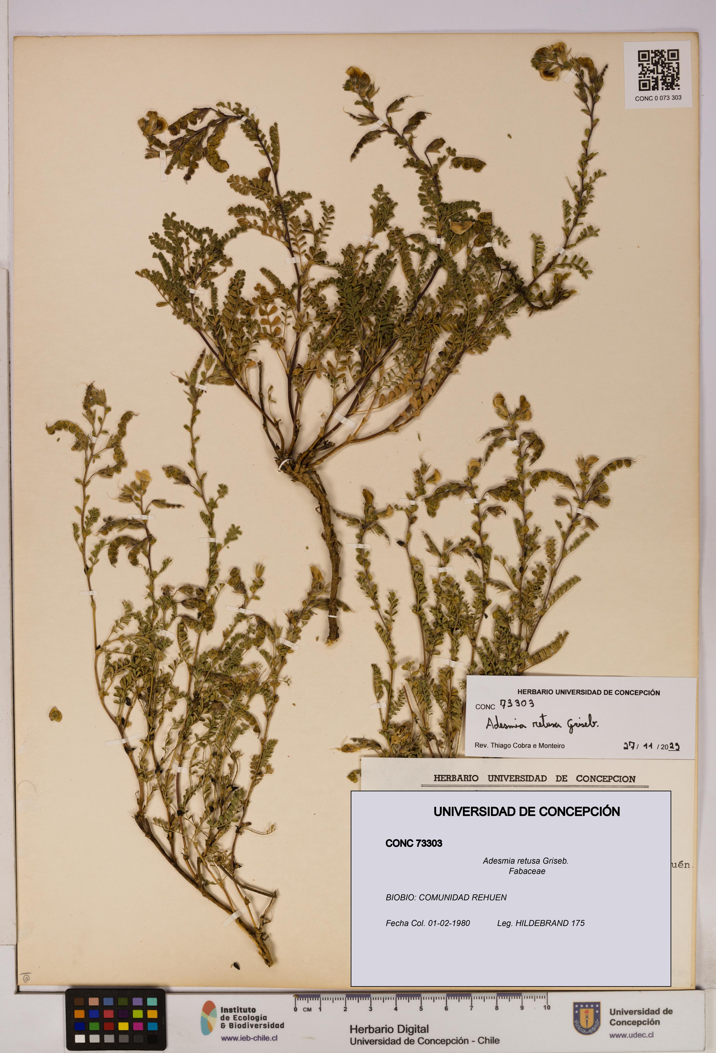 Adesmia retusa [Espécimen: UDEC:CONC:0073303]