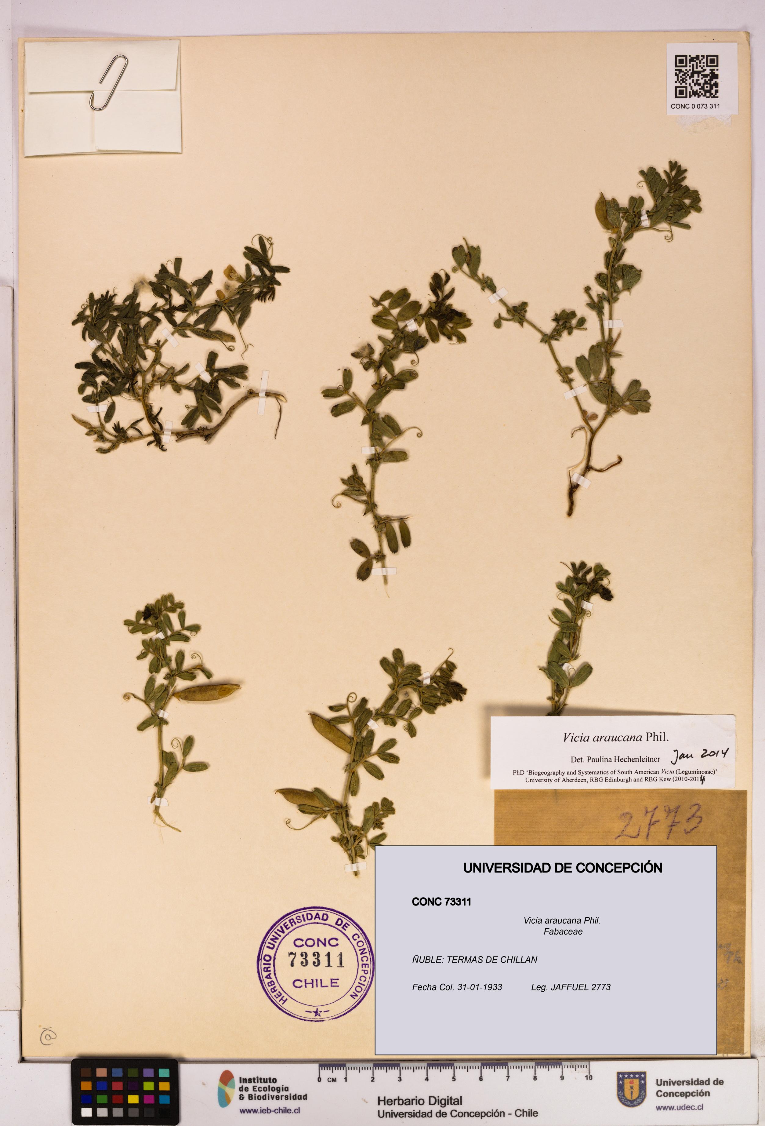 Vicia araucana [Espécimen: UDEC:CONC:0073311]
