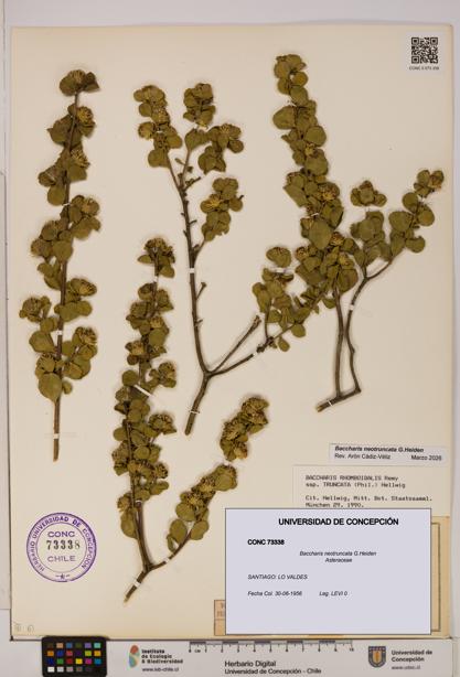 Baccharis neotruncata [Espécimen: UDEC:CONC:0073338]
