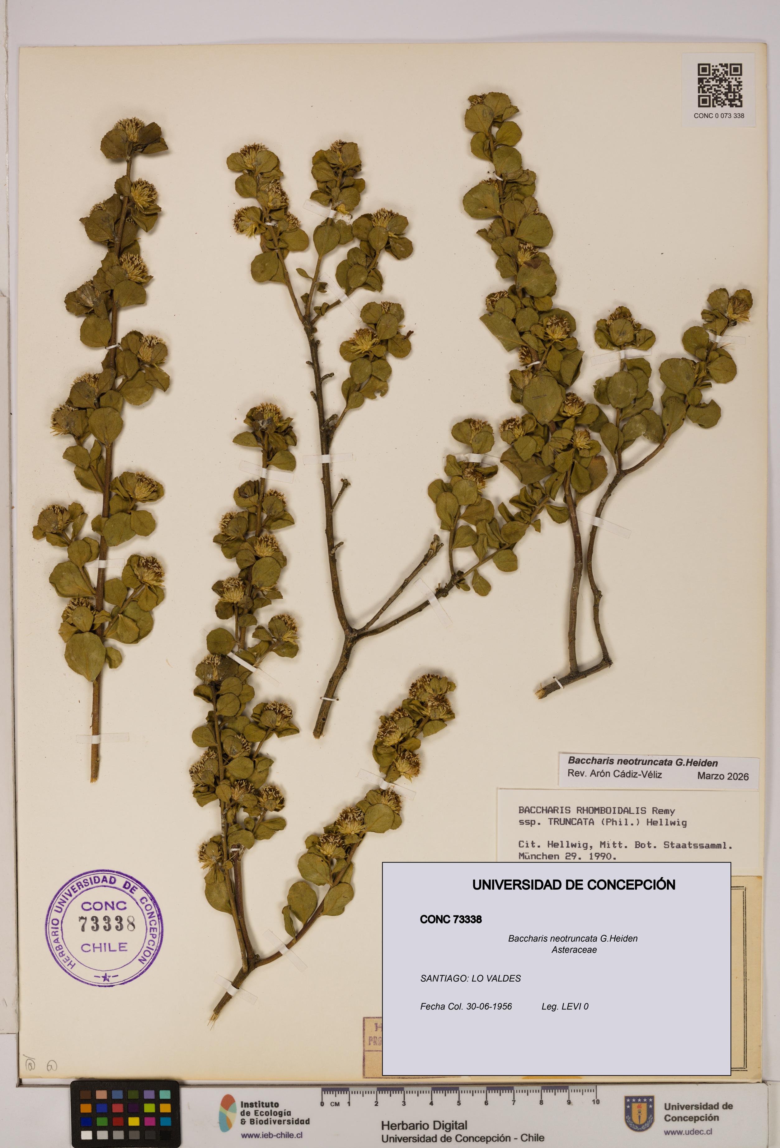 Baccharis neotruncata [Espécimen: UDEC:CONC:0073338]