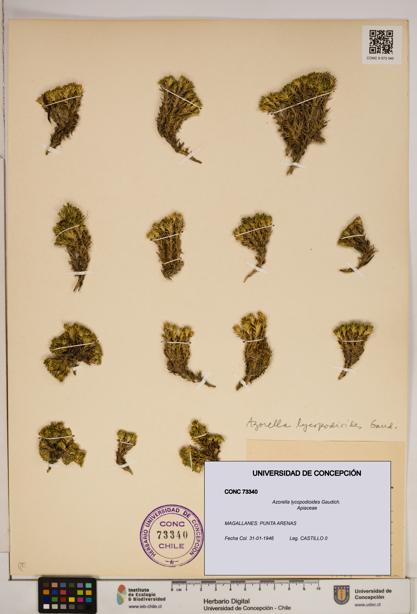 Azorella lycopodioides [Espécimen: ]