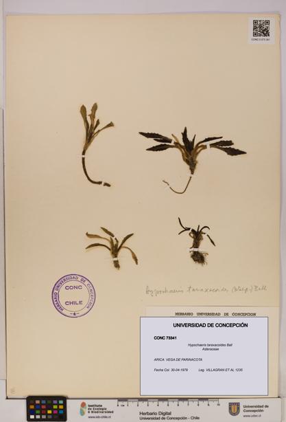 Hypochaeris taraxacoides [Espécimen: UDEC:CONC:0073341]