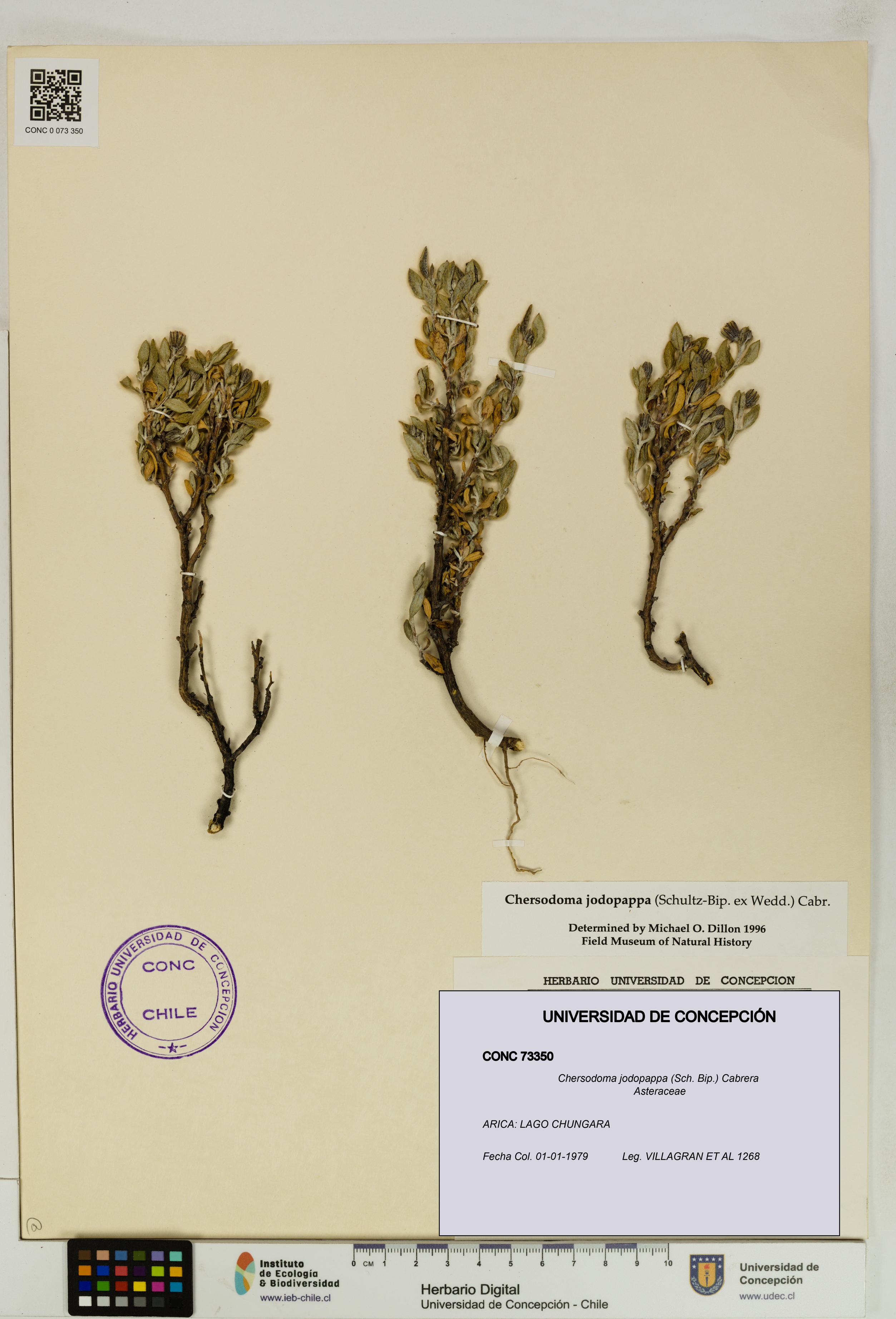 Chersodoma jodopappa [Espécimen: UDEC:CONC:0073350]