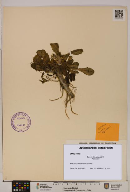 Senecio breviscapus [Espécimen: UDEC:CONC:0073352]
