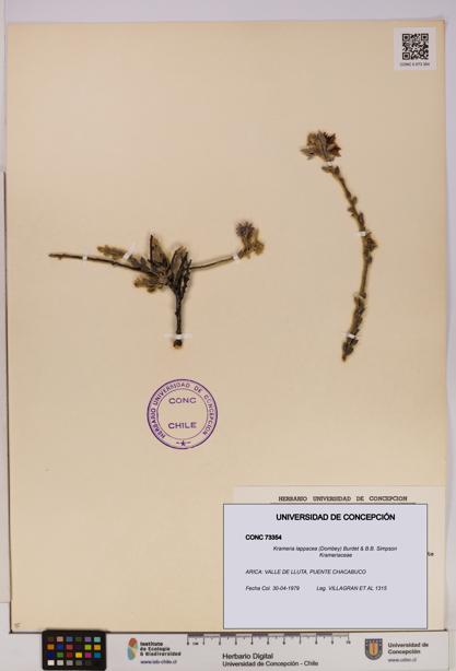 Krameria lappacea [Espécimen: UDEC:CONC:0073354]