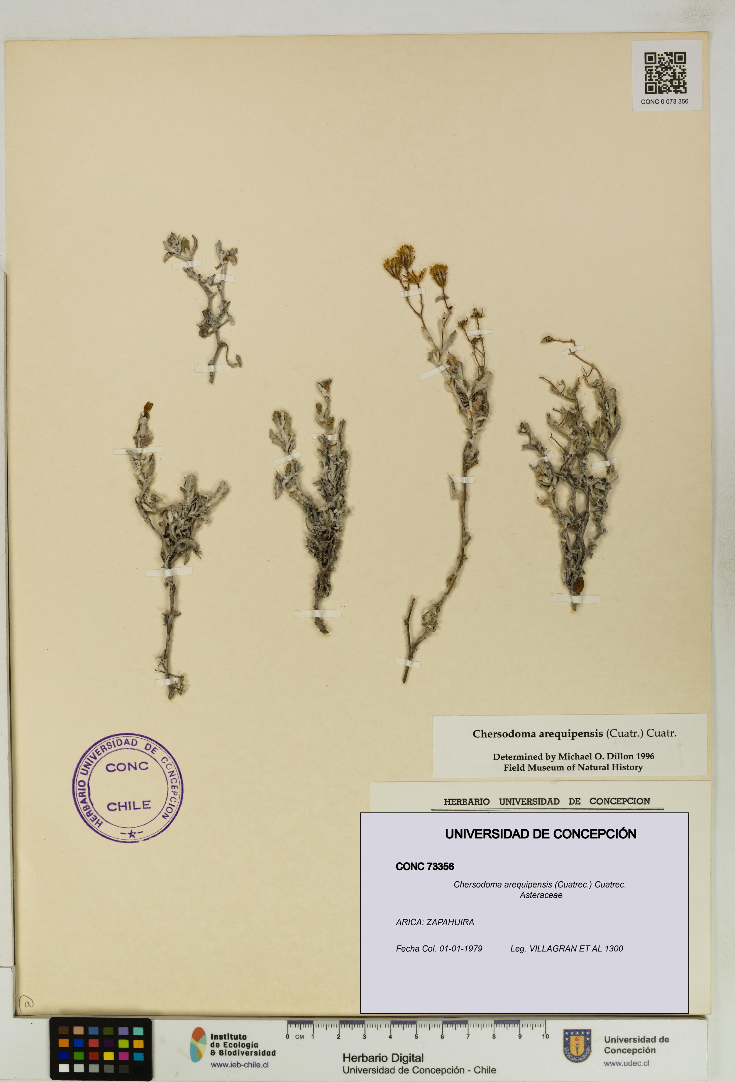 Chersodoma arequipensis [Espécimen: UDEC:CONC:0073356]