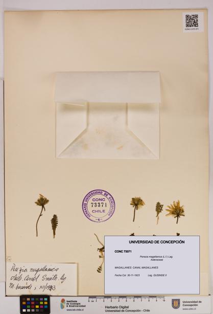 Perezia magellanica [Espécimen: UDEC:CONC:0073371]
