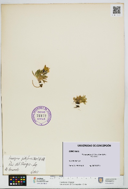 Perezia pilifera [Espécimen: UDEC:CONC:0073372]