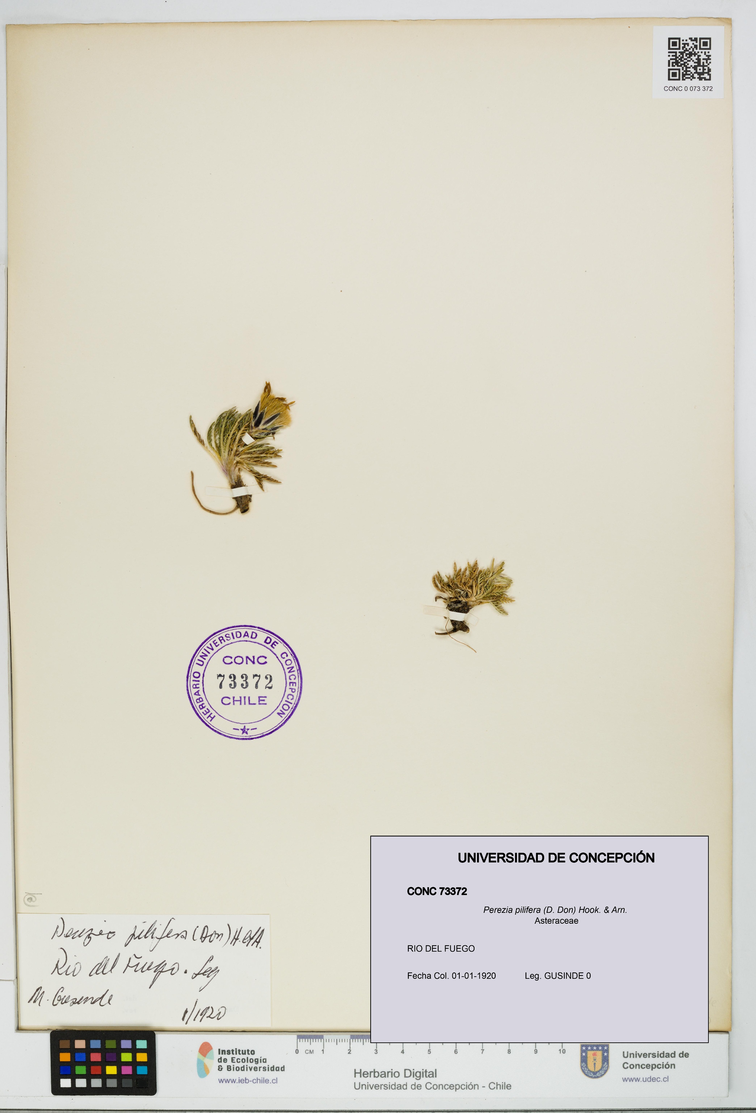 Perezia pilifera [Espécimen: UDEC:CONC:0073372]