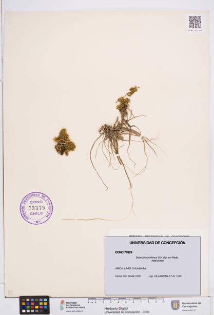 Senecio humillimus [Espécimen: ]