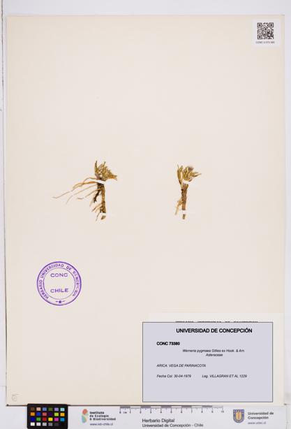 Werneria pygmaea [Espécimen: ]