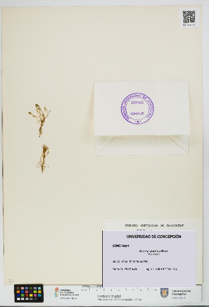 Werneria spathulata [Espécimen: UDEC:CONC:0073381]