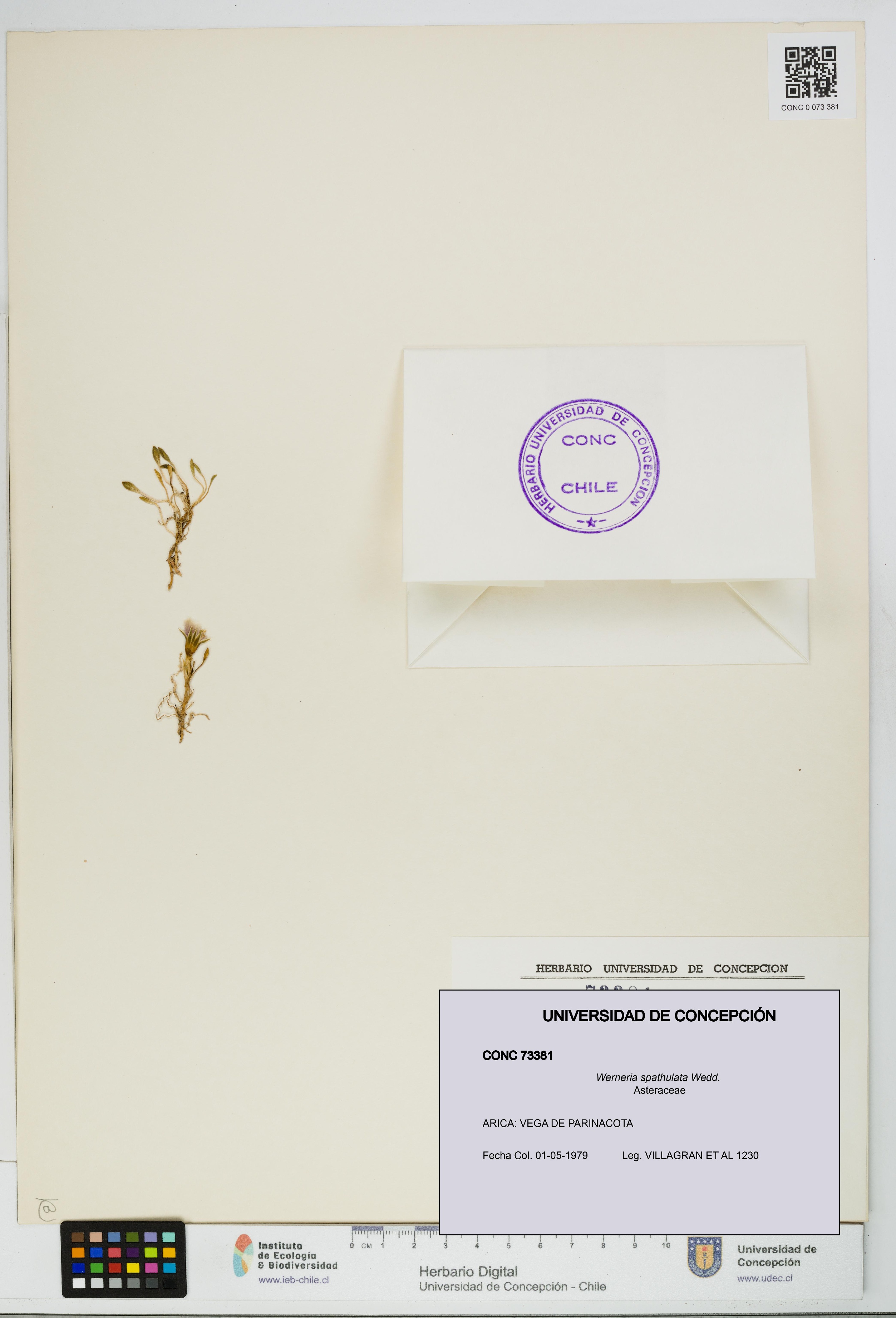 Werneria spathulata [Espécimen: UDEC:CONC:0073381]