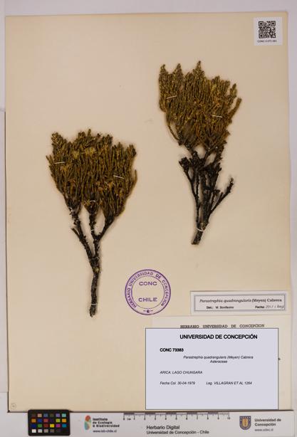 Parastrephia quadrangularis [Espécimen: UDEC:CONC:0073383]
