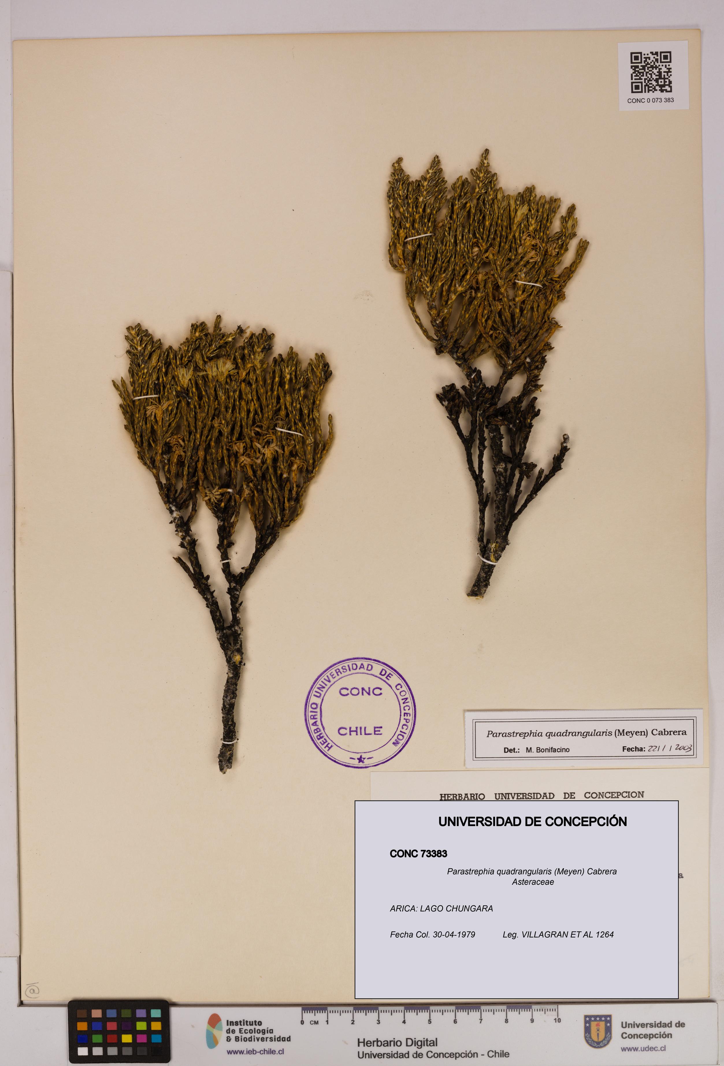 Parastrephia quadrangularis [Espécimen: UDEC:CONC:0073383]