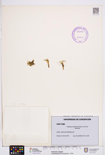 Lilaeopsis macloviana [Espécimen: ]