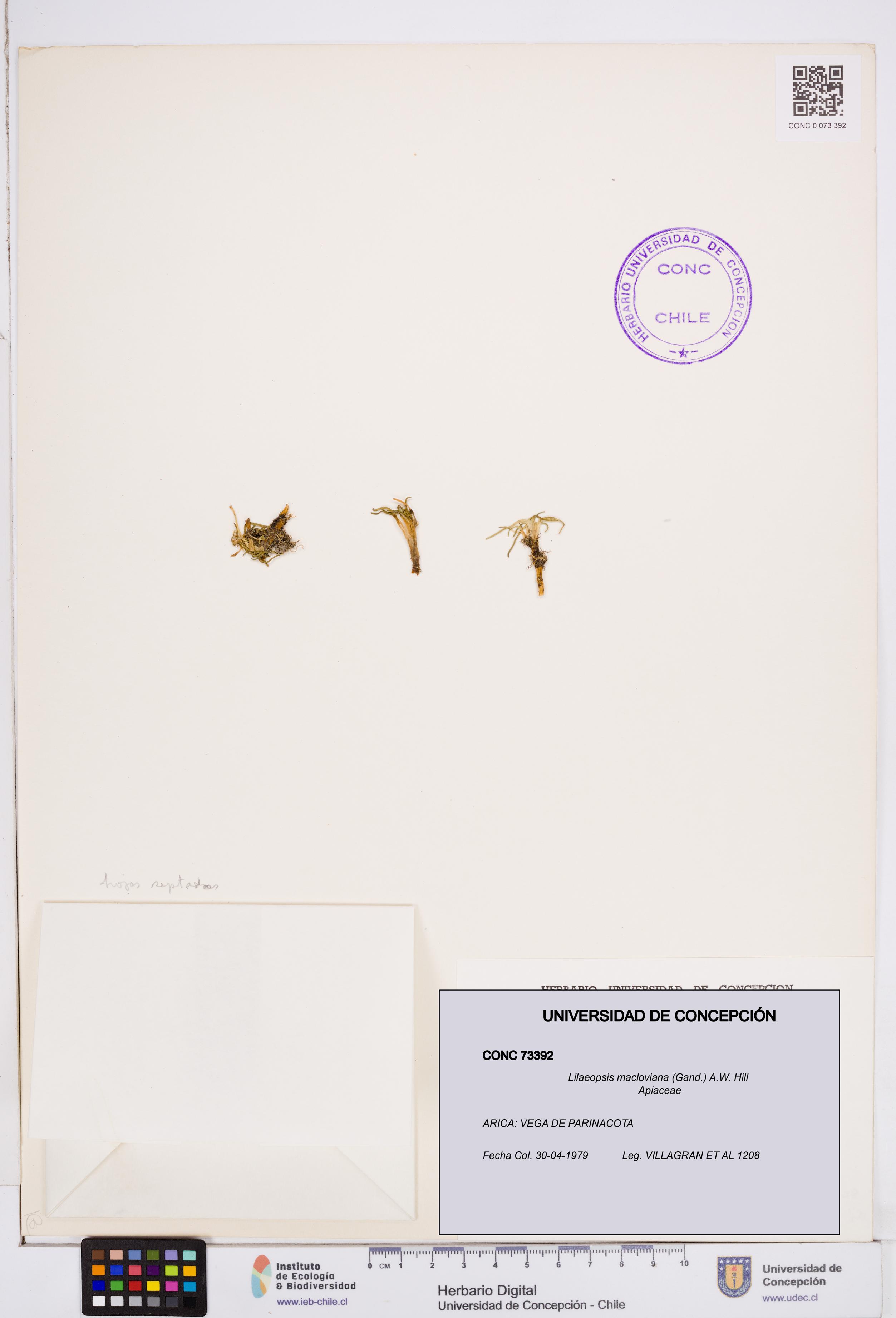 Lilaeopsis macloviana [Espécimen: ]