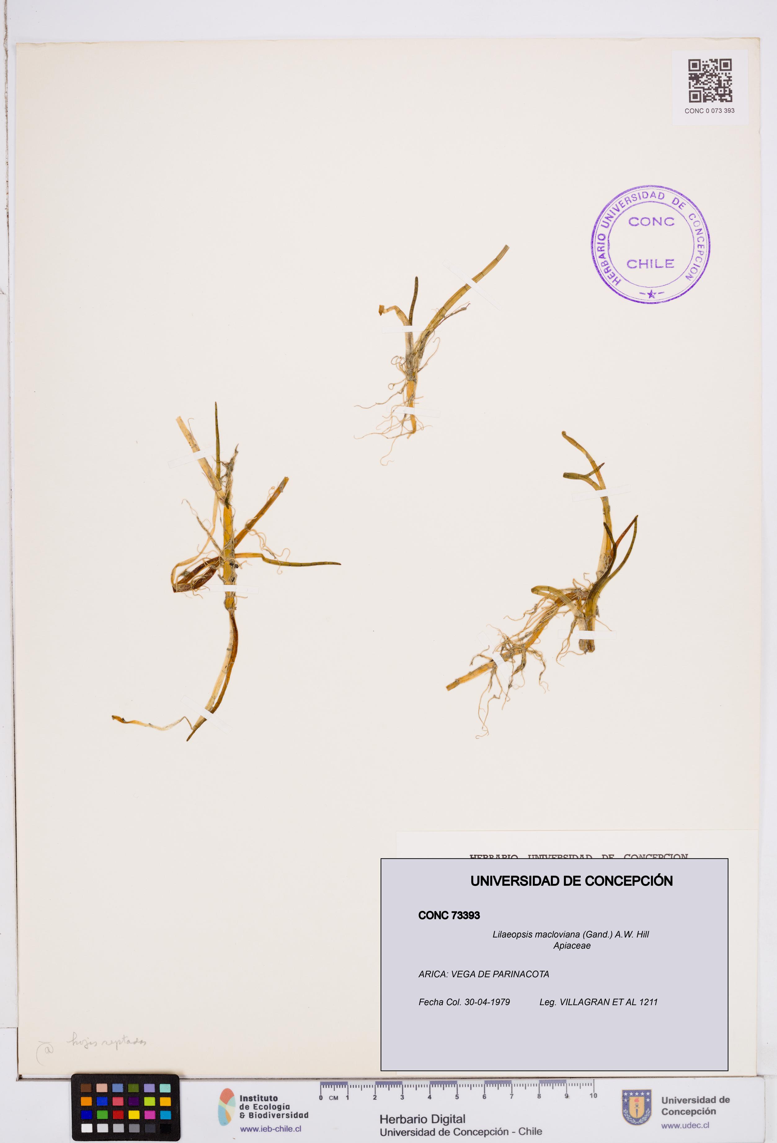 Lilaeopsis macloviana [Espécimen: ]