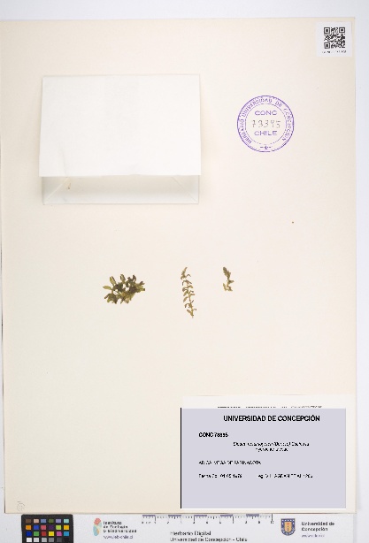 Elodea potamogeton [Espécimen: UDEC:CONC:0073395]
