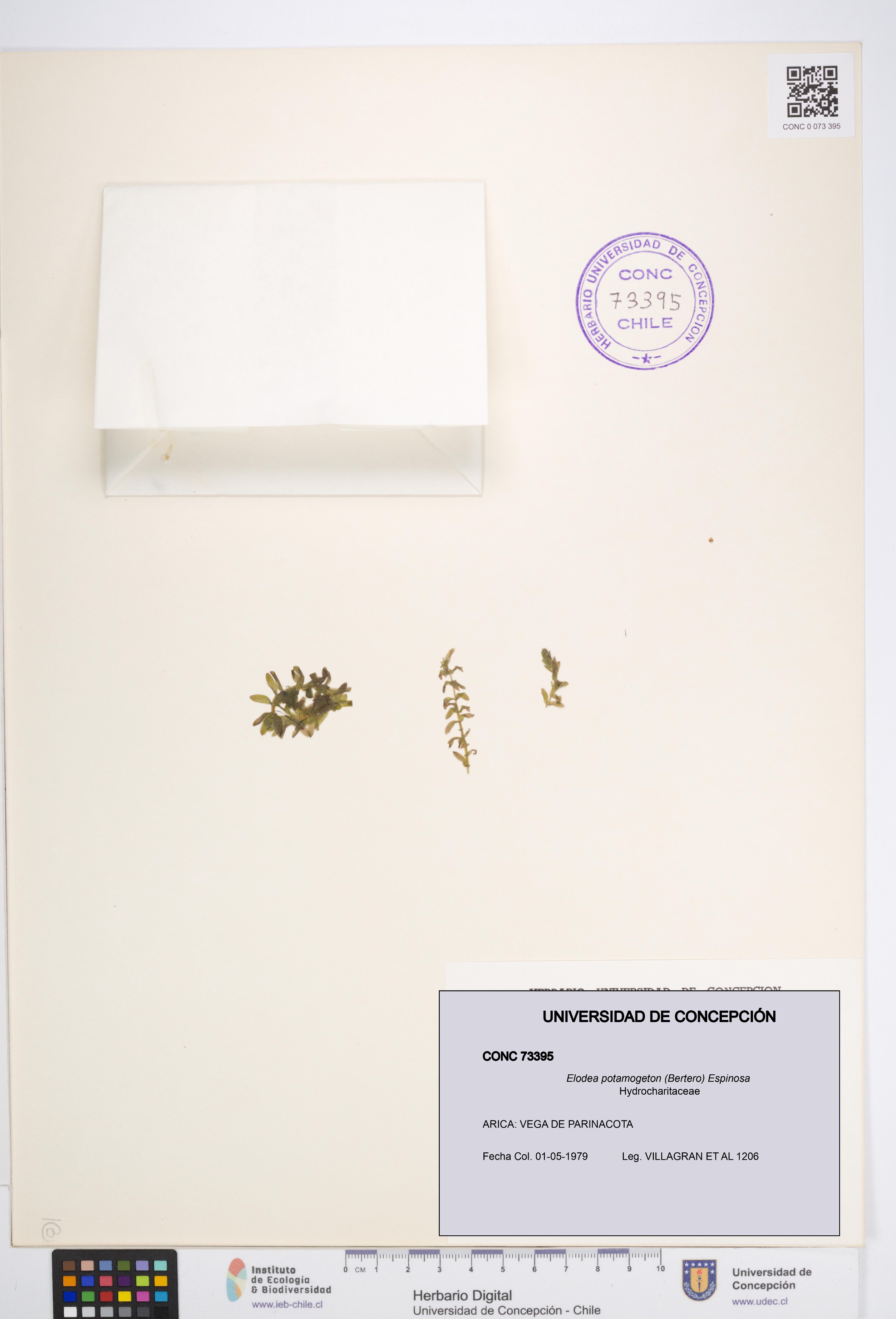 Elodea potamogeton [Espécimen: UDEC:CONC:0073395]
