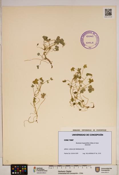Bowlesia tropaeolifolia [Espécimen: ]